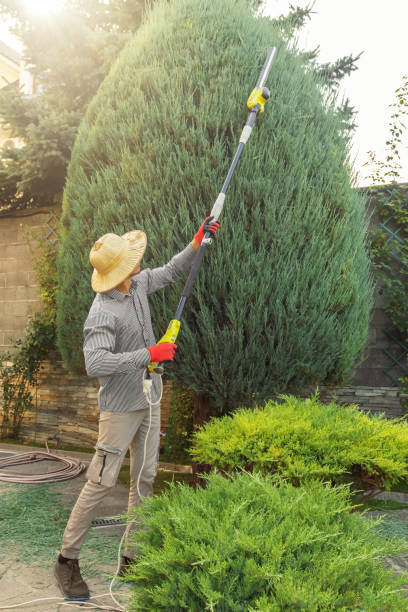 Best Tree Pruning Services  in South River, NM